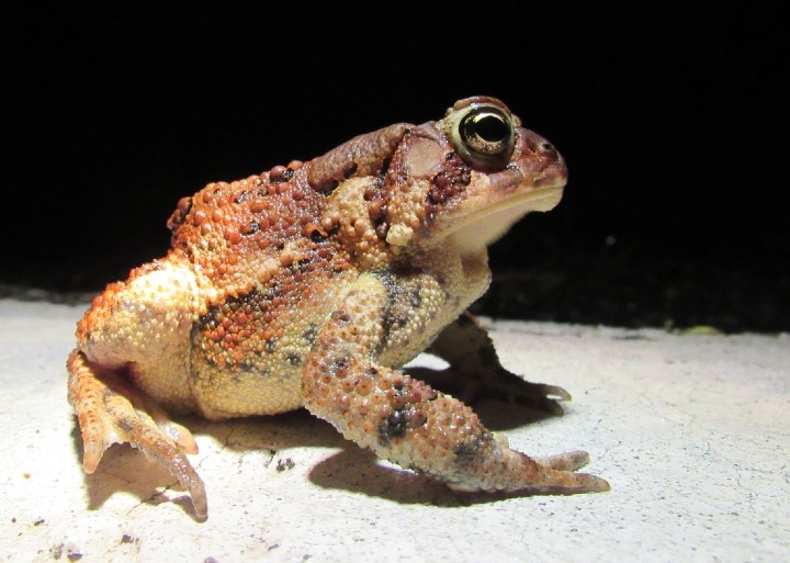 American Toad